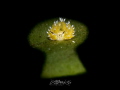   EShaun SheepCostasiella kuroshimae  